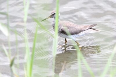 キアシシギ_220730_東京港野鳥公園_恩田幸昌_MG_2079_trim