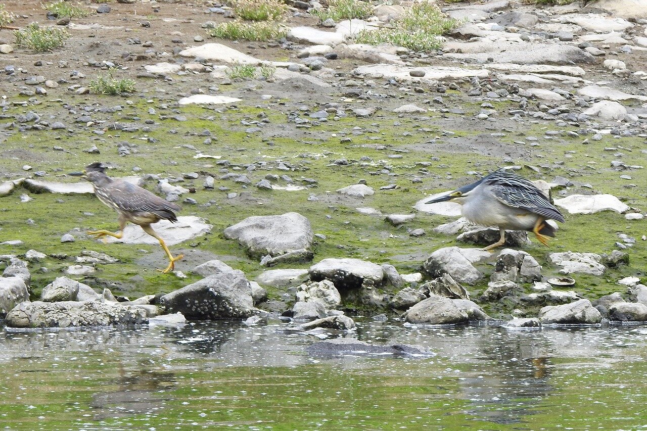 2026年6月24日の野鳥公園 : 東京港野鳥公園 レンジャーブログ