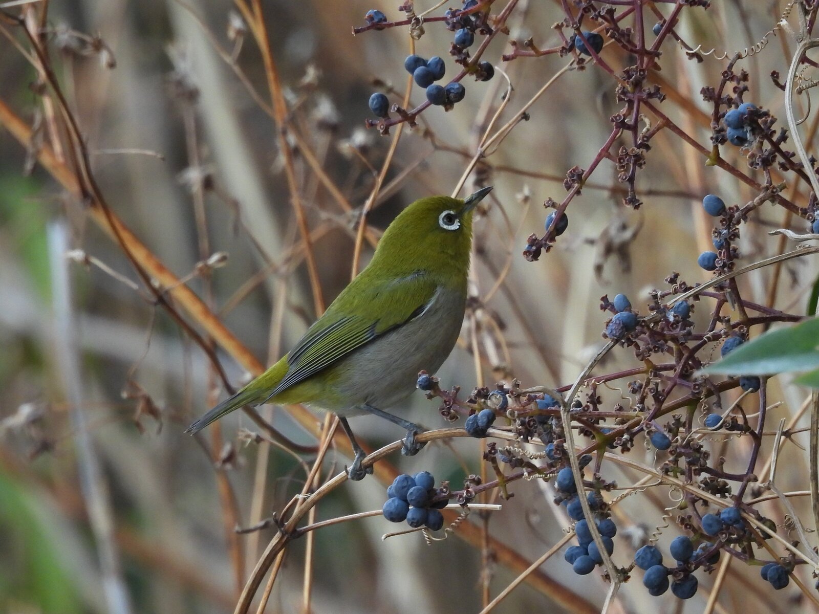 2026年1月15日の野鳥公園 : 東京港野鳥公園 レンジャーブログ