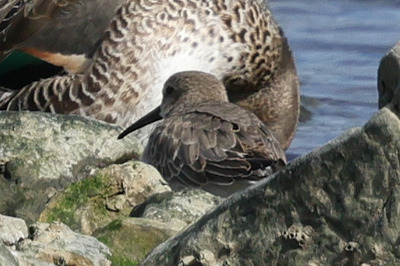 浜鷸0P4A1557_edited