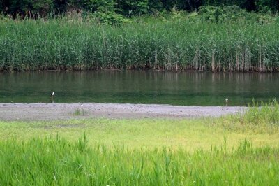 セイタカシギ_210519_東京港野鳥公園_恩田幸昌_MG_6981_trim