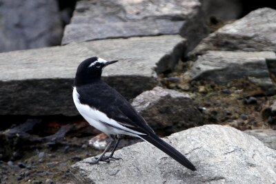 セグロセキレイ_221009_東京港野鳥公園_恩田幸昌_MG_3819_trim