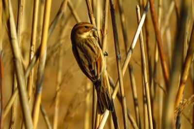 オオジュリン_200130_2号観察小屋