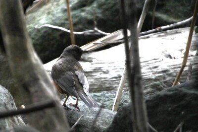アカハラ_240302_東京港野鳥公園_恩田幸昌_IMG_0588_trim
