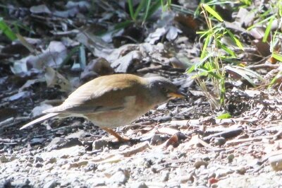 シロハラ_240310_東京港野鳥公園_恩田幸昌_IMG_0835_trim