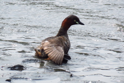 カイツブリ_170725_東京港野鳥公園_古沢撮影_IMG_0185_trim
