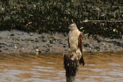 オオタカ_190328_東京港野鳥公園_古沢撮影_IMG_5565_trim
