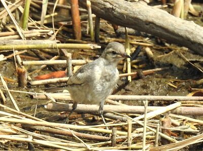 2025年7月6日の野鳥公園 : 東京港野鳥公園 レンジャーブログ