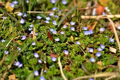 オオイヌノフグリ_210216_東京港野鳥公園_公財日本野鳥の会_野口撮影