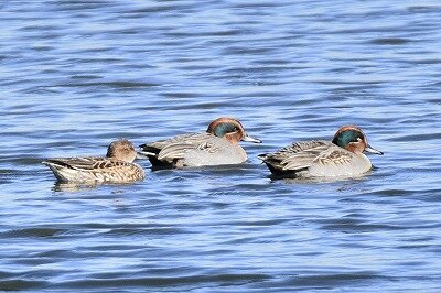 コガモ_20201128_東京港野鳥公園_レンジャー撮影