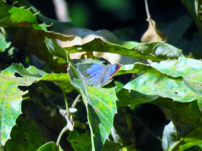 ムラサキシジミ