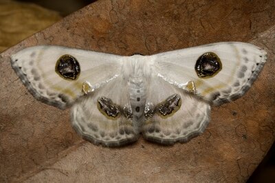 251203Problepsis.SP (1)