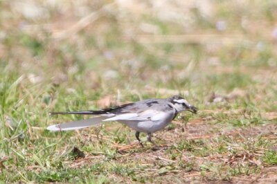 ハクセキレイ_240314_東京港野鳥公園_恩田幸昌_IMG_0892_trim