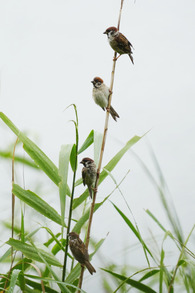 スズメ_240831_東京港野鳥公園_潮入りの池_公財日本野鳥の会_レンジャー青木撮影1