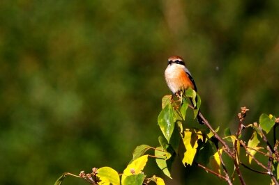 モズ_211028_東京港野鳥公園_恩田幸昌_MG_9958_trim