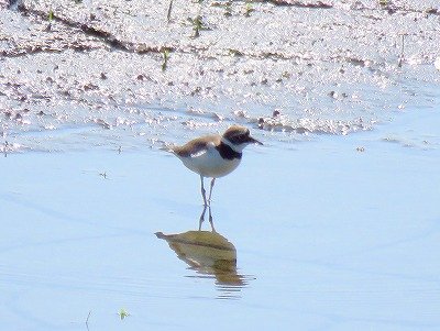 コチドリー190530－東淡水池