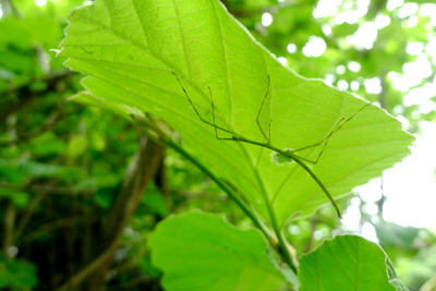 ナナフシモドキ幼虫_170509_東京港野鳥公園_恩田撮影_P1390112_trim