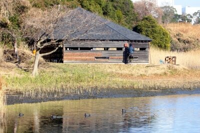 オオバン_240110_東京港野鳥公園_恩田幸昌_IMG_9572_trim