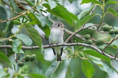 2026年9月12日の野鳥公園 : 東京港野鳥公園 レンジャーブログ