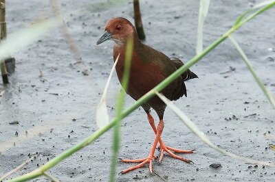 緋水鶏0P4A0209鳥