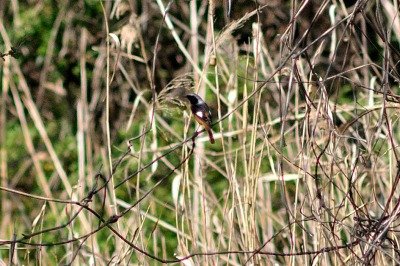 190320_ジョウビタキ_4号_青木撮影