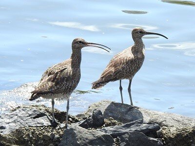 2024年8月24日の野鳥公園 : 東京港野鳥公園 レンジャーブログ