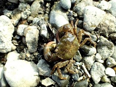 タカノ