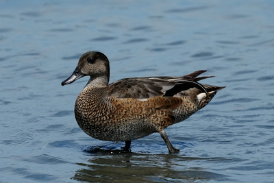 2024年7月25日の野鳥公園 : 東京港野鳥公園 レンジャーブログ