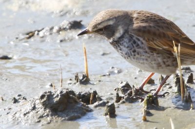ツグミ_190224_東京港野鳥公園_恩田撮影_MG_2251_trim