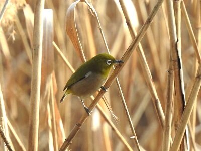 2025年1月19日の野鳥公園 : 東京港野鳥公園 レンジャーブログ