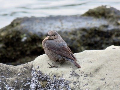 190227_イソヒヨドリ_前浜_青木撮影