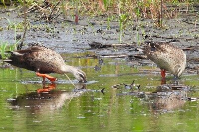 2026年5月27日の野鳥公園 : 東京港野鳥公園 レンジャーブログ