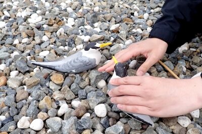 コアジサシのデコイを設置しました : 東京港野鳥公園 レンジャーブログ