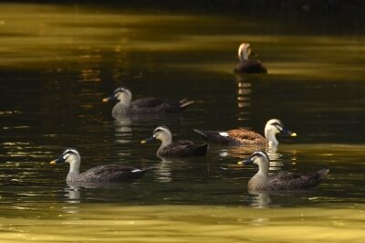 カルガモ_20200801_東京港野鳥公園_レンジャー撮影