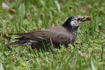 椋鳥IMG_3565鳥