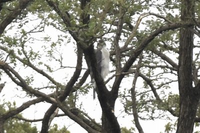 オオタカ_191014_自然生態園