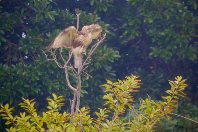 ノスリ_171028_東京港野鳥公園_恩田撮影_P1400848_trim