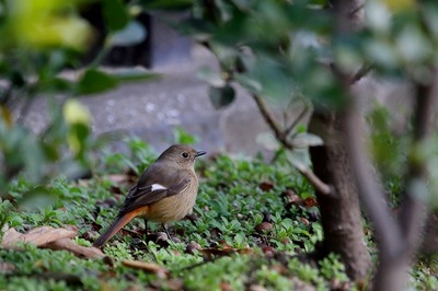 ジョウビタキ_171227_東京港野鳥公園_恩田撮影_MG_8646_trim