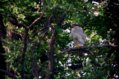 オオタカ_180729_東京港野鳥公園_恩田撮影_P1420126_trim