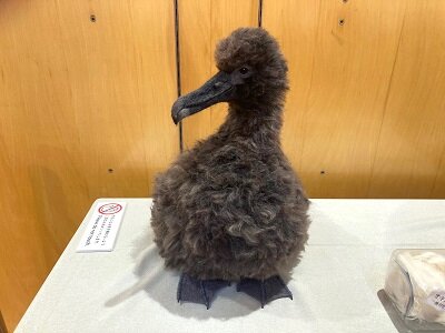 6/15～海鳥の展示を開催 : 東京港野鳥公園 レンジャーブログ