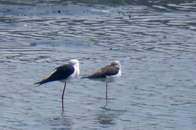 セイタカシギ_180328_東京港野鳥公園_古沢撮影_IMG_0604_trim