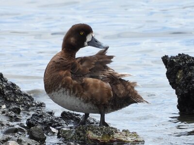 2026年6月4日の野鳥公園 : 東京港野鳥公園 レンジャーブログ