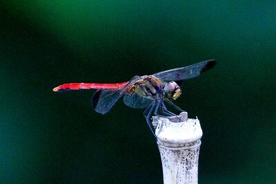 リスアカネ_230928_東京港野鳥公園_恩田幸昌_MG_7746_trim