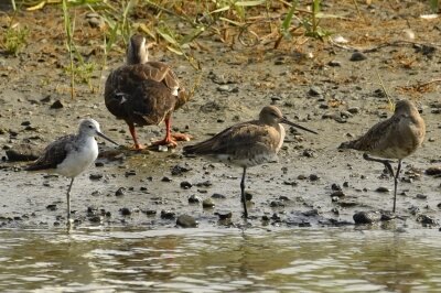 アオアシシギ_20200822_東京港野鳥公園_レンジャー撮影