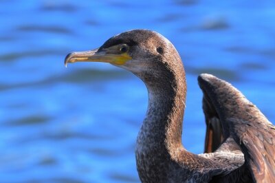 2025年12月4日の野鳥公園 : 東京港野鳥公園 レンジャーブログ