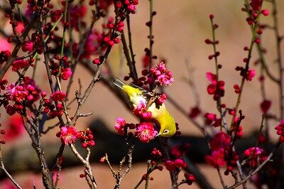 メジロ‗自然生態園‗20200129