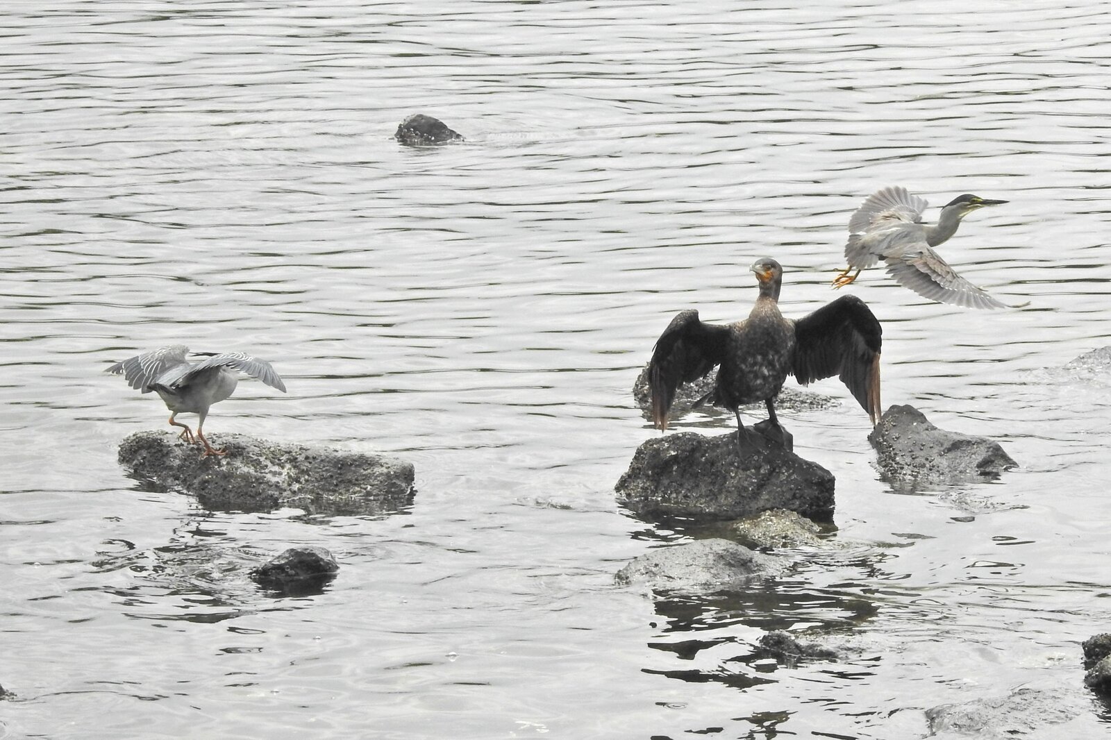 阿呆鳥様、専用ページ 2026年7月5日の野鳥公園 : 東京港野鳥公園 レンジャーブログ