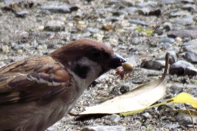 190429_スズメ_潮入り園路_青木撮影(2)