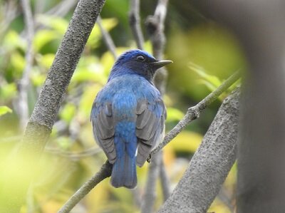 2024年4月17日の野鳥公園 : 東京港野鳥公園 レンジャーブログ