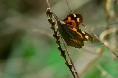 テングチョウ_20200327_自然生態園